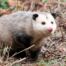 Opossum Removal Services