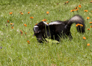 How to get rid of skunks!
