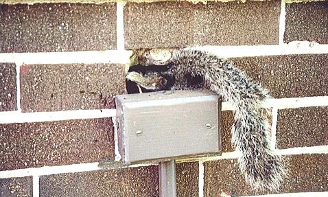 How Are Squirrels Getting Into Your Attic?