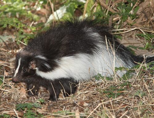 Skunk Problems: What to do When a Skunk Enters Your Property