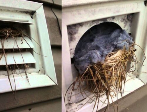 How to Get Rid of Birds in Your Dryer Vents – Now!