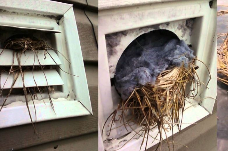 How to Remove an Unwanted Bird's Nest