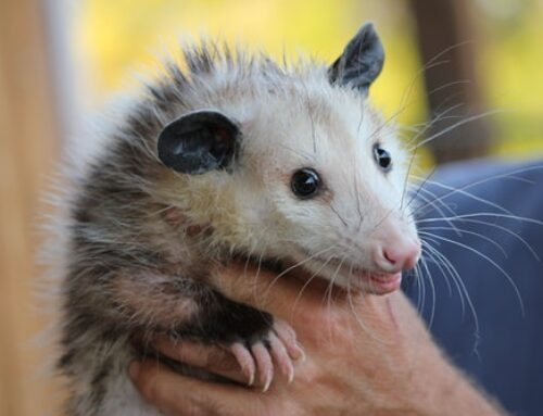 Opossum and Your Property – Removal and Prevention
