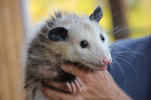 Opossums Pests That Are Tough To Get Rid Of Heres Why Regional