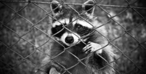 Deter Raccoons