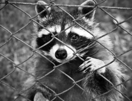 Top Ways to Deter and Get Rid of Raccoons
