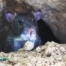 Mice in Attic Removal
