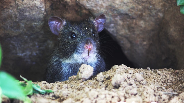 Hearing Rats in the Attic? This Is What to Do Next