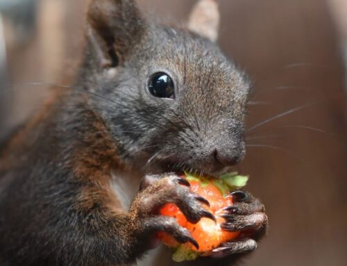 What are Squirrels Favourite Foods?