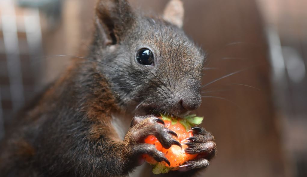 Squirrel Foods Prevention Removal