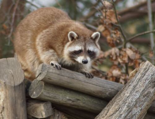 How to get raccoons out of your attic?