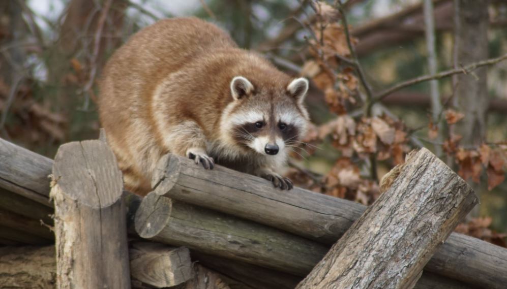 How to get raccoons out of your attic? - Regional Wildlife Services