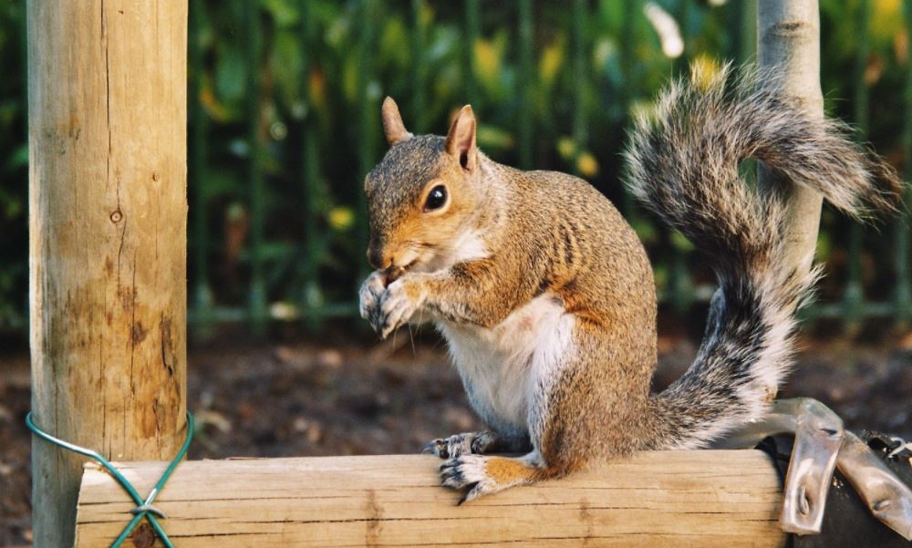 Do Squirrels Build Nests? - Regional Wildlife Services