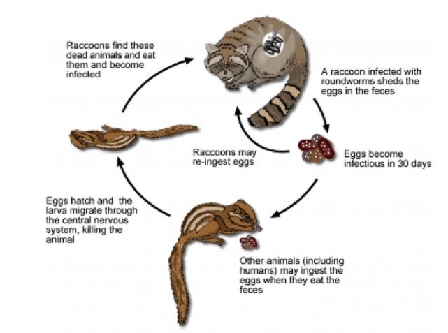 Raccoons and Roundworms