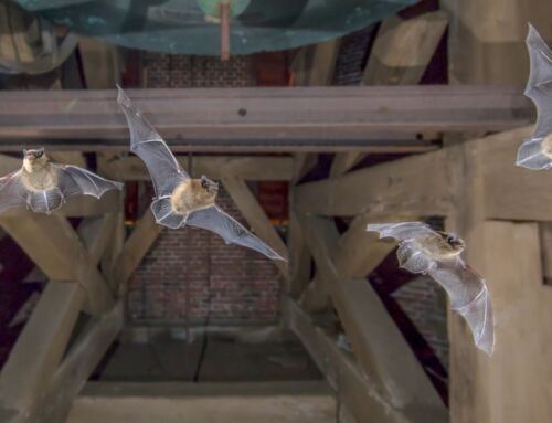 Bats in Your Attic: Dangers and How to Get Rid of Them                