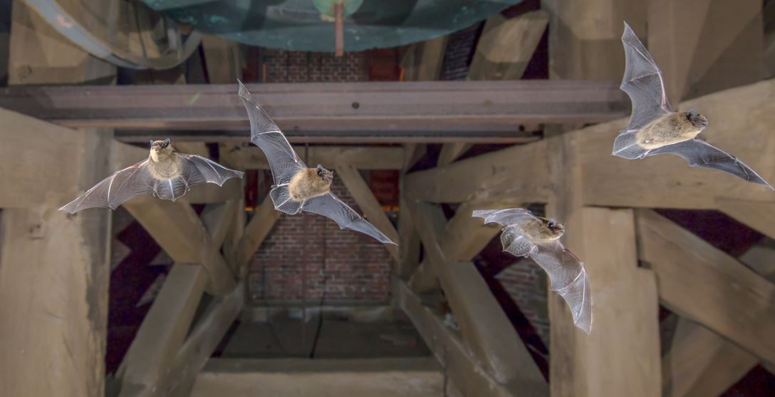 Bats in Your Attic: Dangers and How to Get Rid of Them - Regional Wildlife  Services