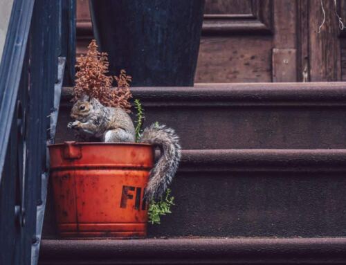 7 Top Tips to Deter Squirrels from Your Home        
